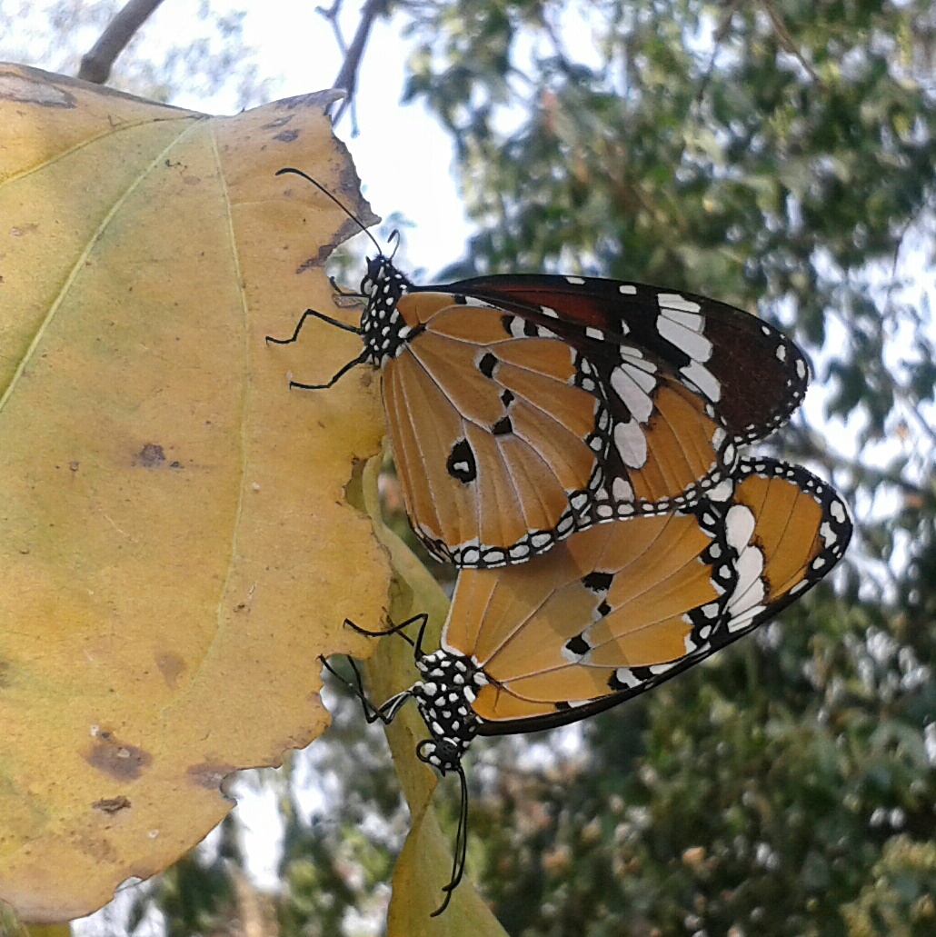 2 Schmetterling
