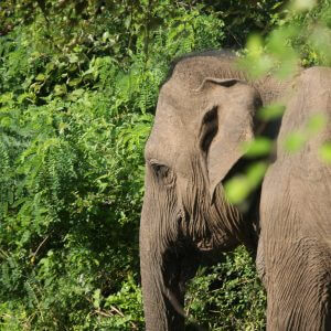 Ein Elefant in Sri Lanka